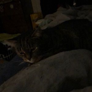 Meet your Posher, Wayne